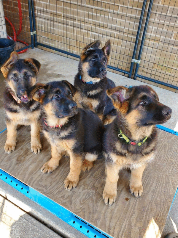 schäferhundwelpen zu verkaufen
schäferhundwelpen zu kaufen
schäferhundwelpen kaufen
deutsche schäferhundwelpen zu verkaufen
Deutscher Schäferhundwelpe zu verkaufen
Deutsche Schäferhundwelpen
Deutsche Schäferhundwelpen in meiner Nähe zu verkaufen
Deutscher Schäferhund zu verkaufen
Deutsche Schäferhundwelpen in meiner Nähe
Deutscher Schäferhundzüchter in meiner Nähe
Schwarze Deutsche Schäferhundwelpen
Deutsche Schäferhunde in meiner Nähe zu verkaufen
Deutscher Schäferhundpreis
Deutscher Schäferhundzüchter
Schwarzer Deutscher Schäferhund zu verkaufen
Ausgebildeter Deutscher Schäferhund zu verkaufen
Weiße Deutsche Schäferhundwelpen
Langhaarige Deutsche Schäferhundwelpen zu verkaufen
Deutsche Schäferhunde zu verkaufen
Weißer Deutscher Schäferhund zu verkaufen
Deutsche Schäferhundwelpen zur Adoption in meiner Nähe
Deutsche Schäferhundwelpen kaufen
Deutsche Schäferhunde zur Adoption in meiner Nähe
Schwarze Deutsche Schäferhundwelpen in meiner Nähe zu verkaufen
GSD-Welpen zu verkaufen
Langhaarige Deutsche Schäferhundwelpen
Reinrassige Deutsche Schäferhundwelpen
Blaubrauner Schäferhund zu verkaufen
Zwerg-Deutscher Schäferhund zu verkaufen
Blauer Deutscher Schäferhund Schäferhundwelpen zu verkaufen
Die besten Schäferhundzüchter
Königshundwelpen zu verkaufen
Schäferhundwelpen zu verkaufen
Langhaariger Schäferhund zu verkaufen
GSD in meiner Nähe zu verkaufen
Reinrassige Schäferhundwelpen zu verkaufen
GSD zu verkaufen
Langhaariger Schäferhundwelpen in meiner Nähe zu verkaufen
Schäferhundzwinger
Mini-Schäferhund zu verkaufen
GSD-Welpen
Schäferhund-Labrador-Mischlingswelpe zu verkaufen
Ausgebildete Schäferhundwelpen